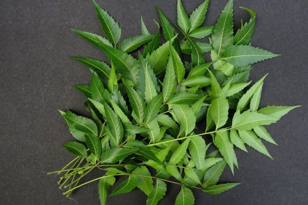 Fresh green neem leaves, known for their medicinal and healing properties, laid on a dark background for holistic health practices.