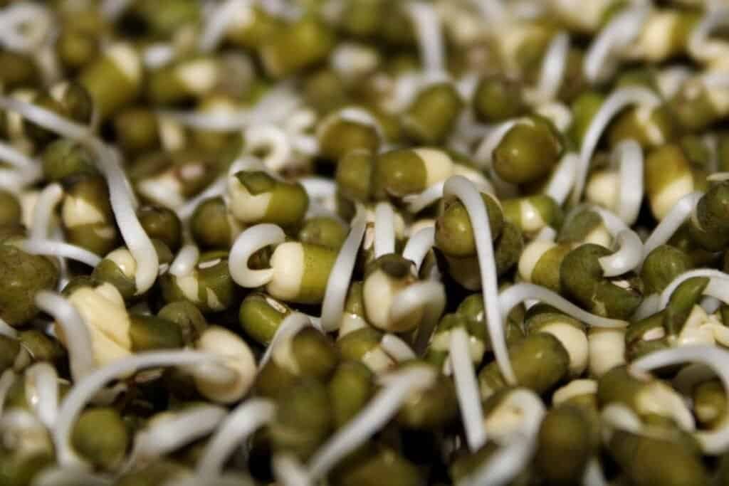 sprouted mung beans