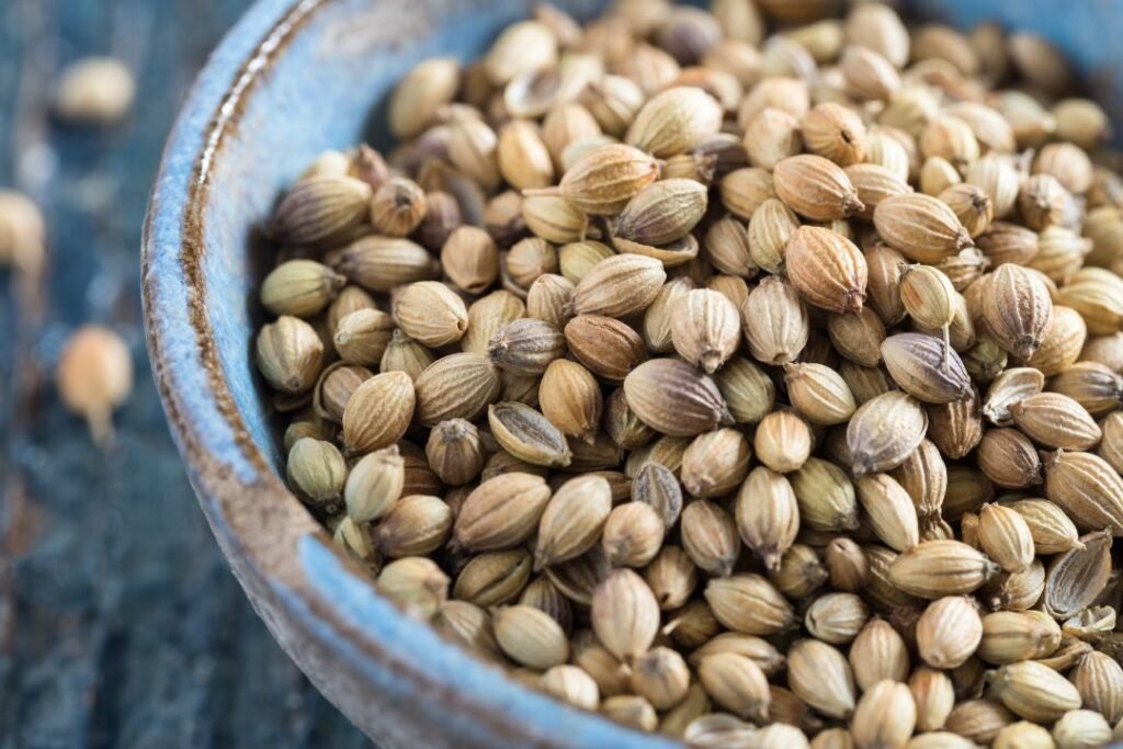 Coriander seeds used in Ayurvedic cooking for digestive balance